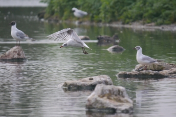 7 May sightings- Black-headed Gull chicks and more